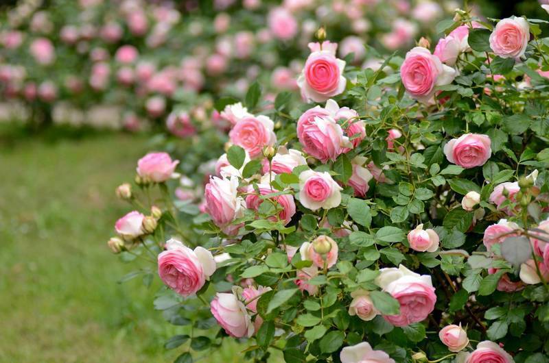 Все о пересадке роз в саду: правила, секреты, техника и подготовка