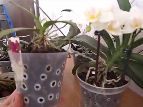 Рассказываем про размножение орхидей цветоносами в домашних условиях