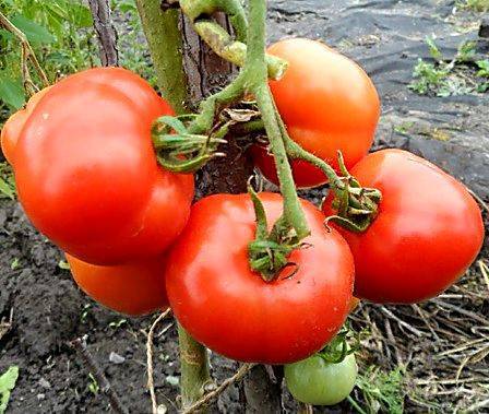 Характеристика томатов сорта «Лабрадор»: описание, отзывы, фото