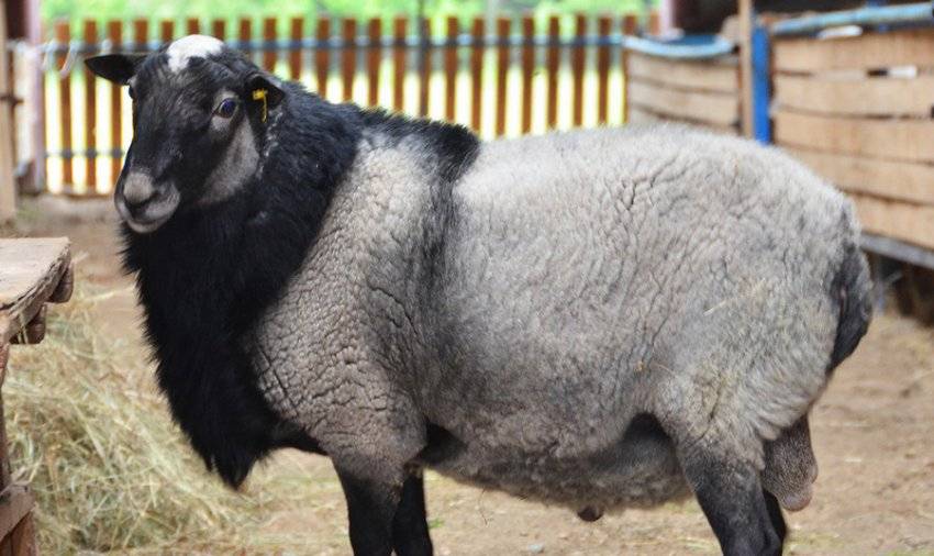 Описание романовской породы овец