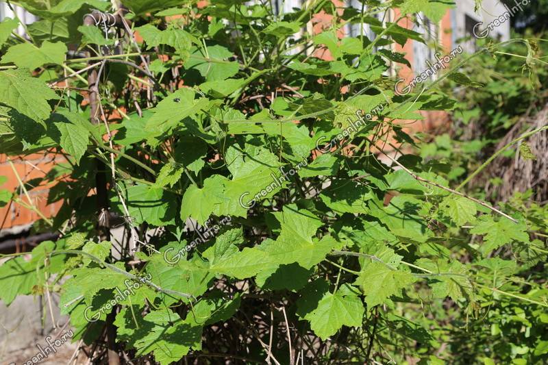 Виноградовник (33 фото): разнолистный и короткоцветоножковый, виноградолистный и японский, уссурийский и аконитолистный, выращивание ампелопсиса