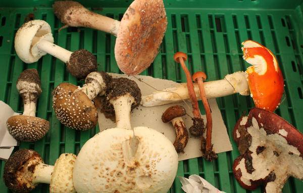 Древесные грибы - фото и описания съедобных и несъедобных грибов, видео