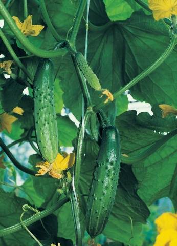 Описание сорта огурцов марьина роща - дневник садовода semena-zdes.ru