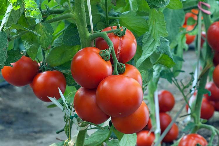 Выращивание томатов в теплице из поликарбоната от а до я: секреты хорошего урожая помидоров, особенности агротехники и полива и как правильно выбрать сорта? русский фермер