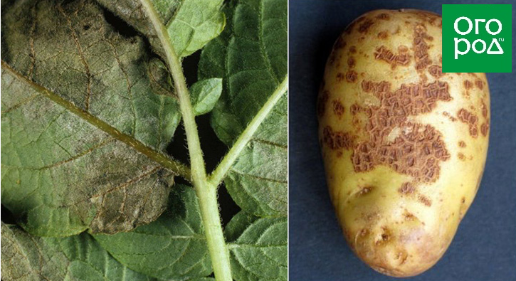Причины почернения ботвы у картофеля