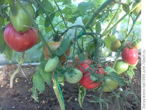 Как часто поливать помидоры в теплице: полив из поликарбоната томатов, правильные пластиковые бутылки