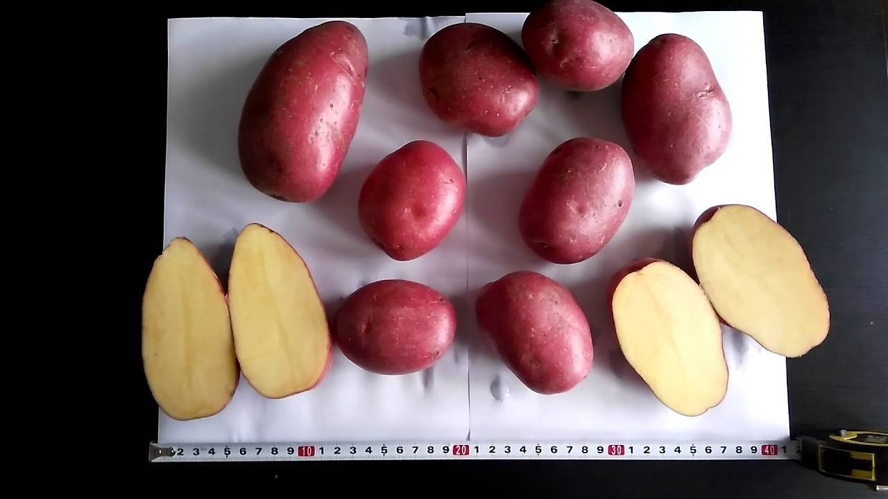 Поздние, засухоустойчивые сорта картофеля (репанка, эволюшн, кубанка): описание, характеристики