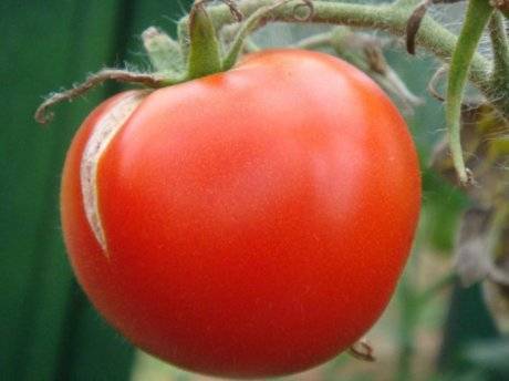 Почему чернеют листья у помидоров – причины и признаки заболеваний