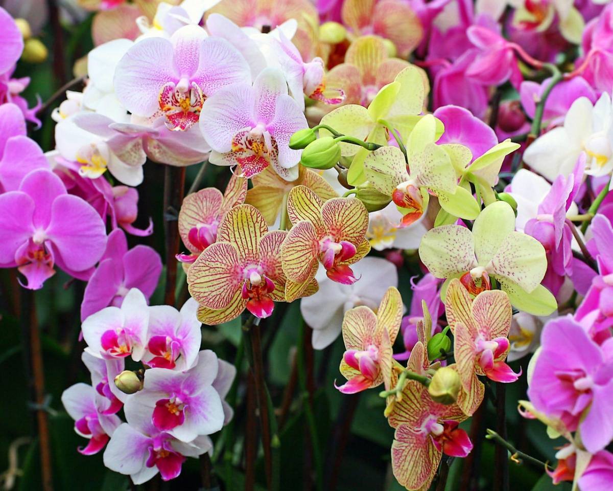 Как пересадить орхидею: пошаговая инструкция в домашних условиях