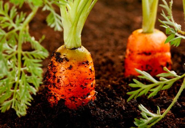 Чем подкормить морковь после всходов в период роста в открытом грунте: когда и как удобрять корнеплоды, если они плохо растут, какие вещества использовать в начале для первого внесения