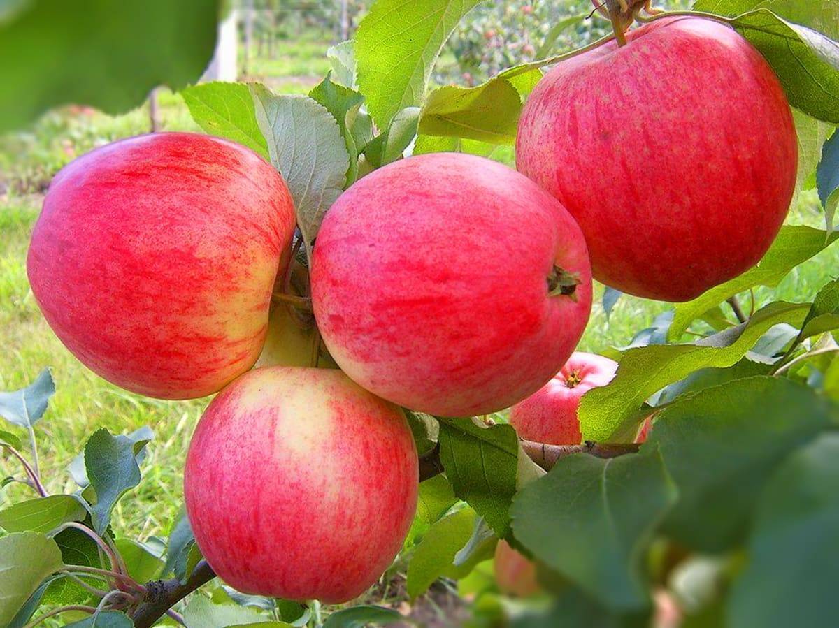 Популярные зимние сорта яблонь