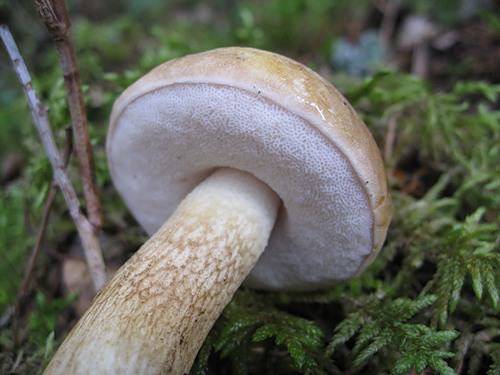 Все съедобные грибы в белоруссии которые можно найти в лесу. летние виды грибов в беларуси