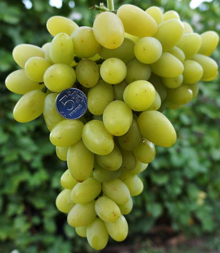 Виноград: описание 27 самых популярных сортов, их характеристика (фото & видео) +отзывы