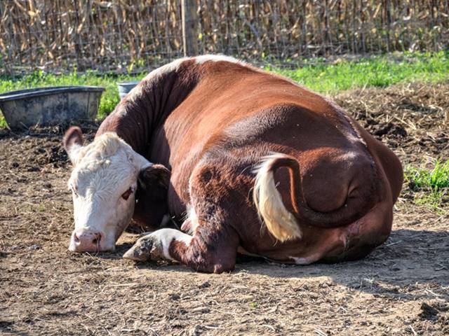 Послеродовой парез у коров: описание, как и чем лечить — selok.info