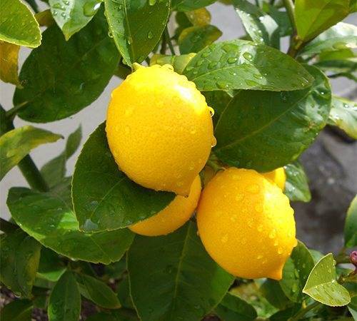 Почему у лимона опадают листья и что делать в домашних условиях, желтеют и сохнут листья у комнатного лимонного дерева зимой