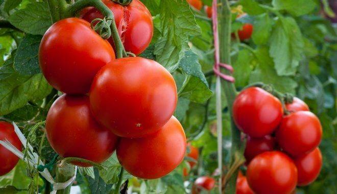 Чем подкормить помидоры после высадки в грунт: нюансы первой подкормки, когда можно кормить и список лучших весенних удобрений