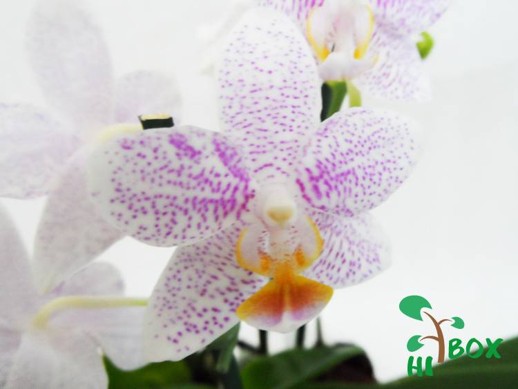 Орхидея фаленопсис: описание растения, уход и размножение в домашних условиях, фото видов с названиями