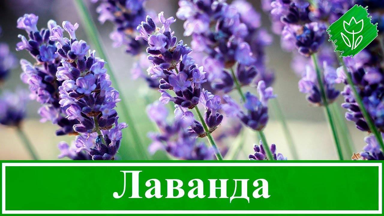 Цветок лаванда — описание, полезные свойства, выращивание дома