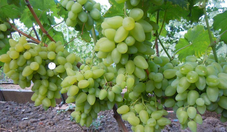 Виноград белое чудо: особенности сорта
