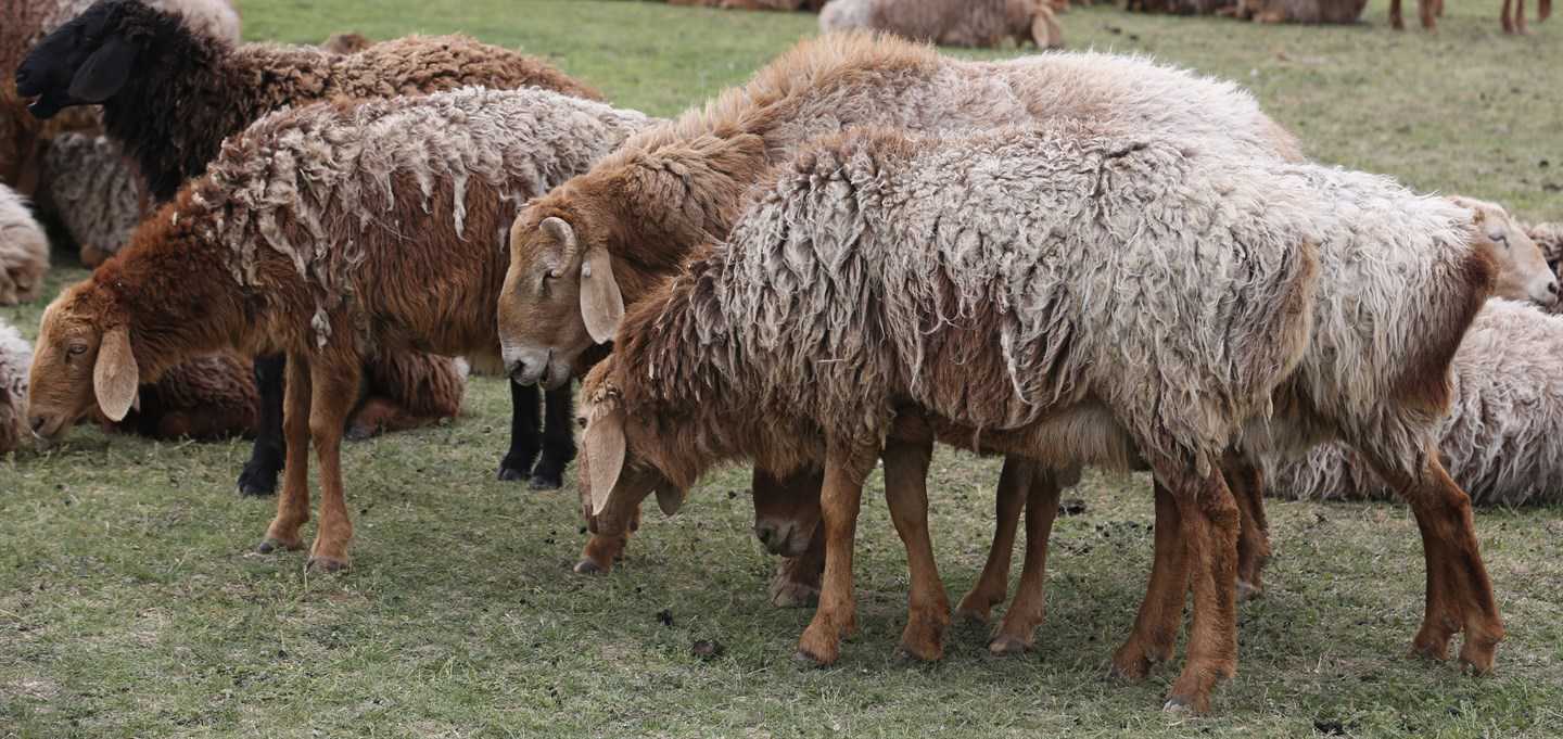Овцы прекос описание породы
