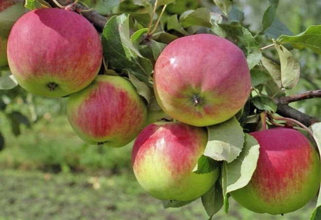 Выращивание яблони Свежесть