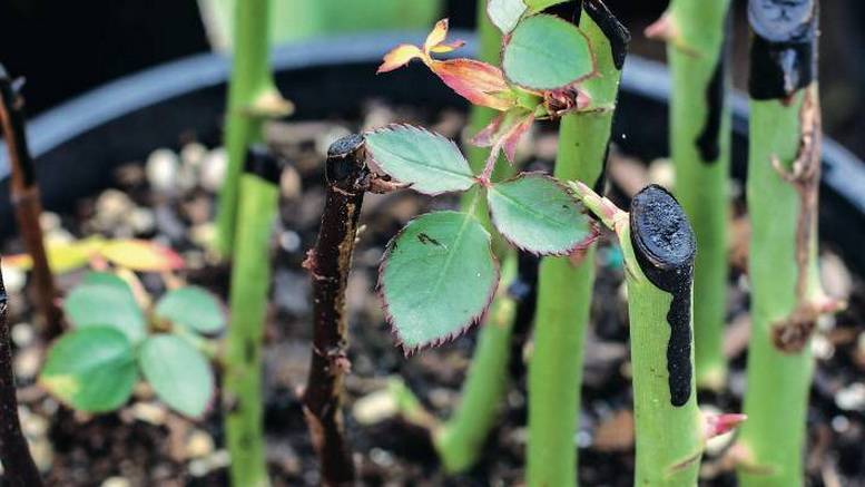 Размножение роз черенками: лучшие способы укоренения черенков роз в саду и дома