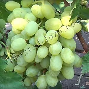 Особенности сорта винограда «Подарок Запорожью»