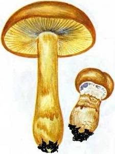 Паутинник фиолетовый – красивый краснокнижный гриб