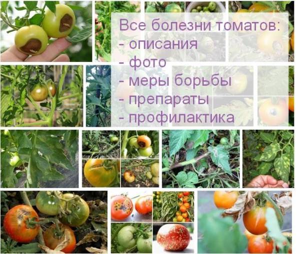 Болезни томатов в картинках и их лечение