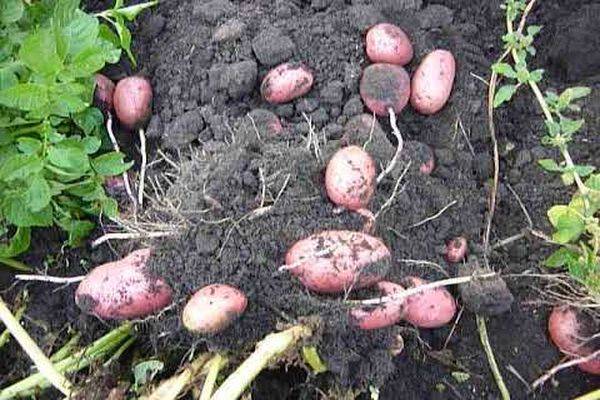 Сорт картофеля лабелла: характеристика, описание с фото, отзывы