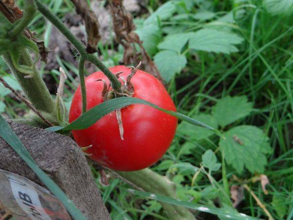 Описание сорта помидор «лентяйка»