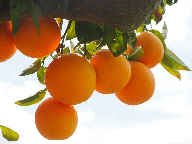 Витамины в апельсине — польза апельсинов для организма. список витаминов и минералов в продукте, их функции, суточная норма