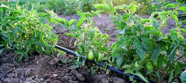 Как часто нужно поливать помидоры в открытом грунте