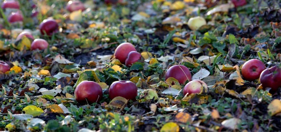 Что делать если яблоня сбрасывает плоды до их созревания