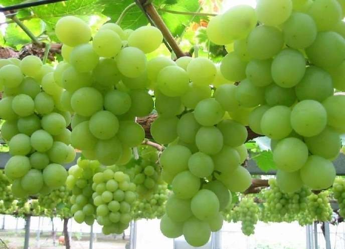 Виноград алекса: описание сорта, фото, отзывы
