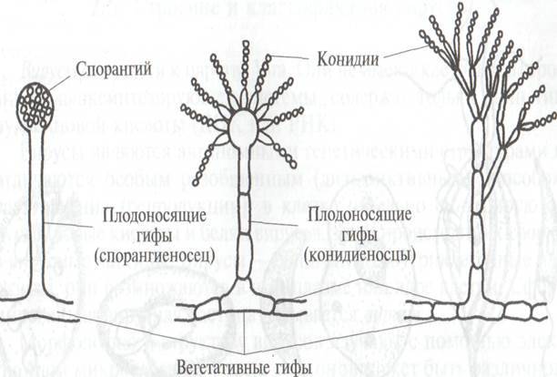 Строение пеницилла рисунок