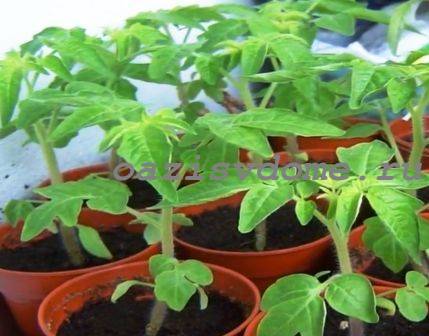 Подкормка рассады томатов и перца народными средствами: чем подкормить растения огороднику