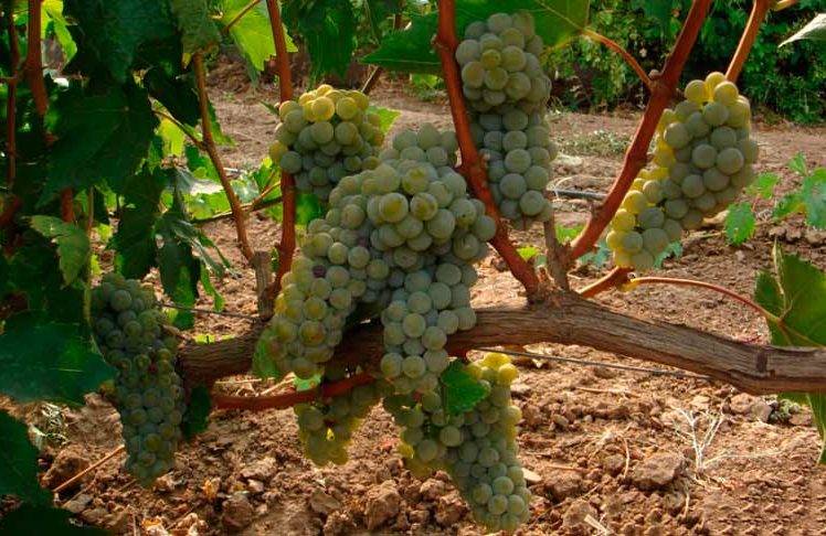 Белый виноград бианка — технический сорт с высокими показателями