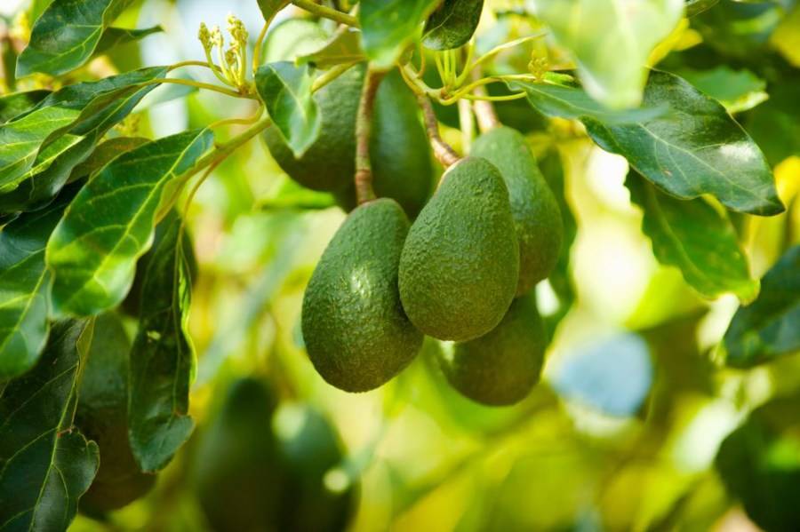 Агротехника выращивания авокадо из косточки | фото