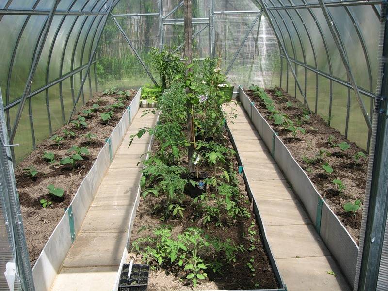 Перец в теплице - пошаговая инструкция по выращиванию и уходу для начинающих (105 фото)