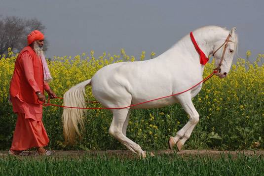 Марварская лошадь — википедия. что такое марварская лошадь