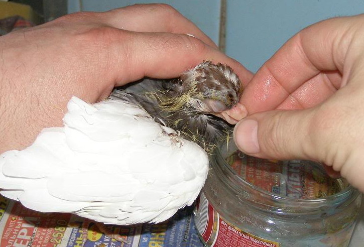 Вакцина  для голубей: применение препарата ласота и его инструкция