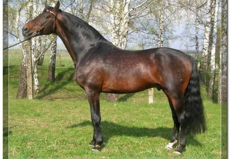 Голштинская порода лошадей: фото, описание, характер и характеристика