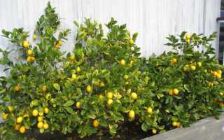 Лимон — это фрукт, овощ или ягода