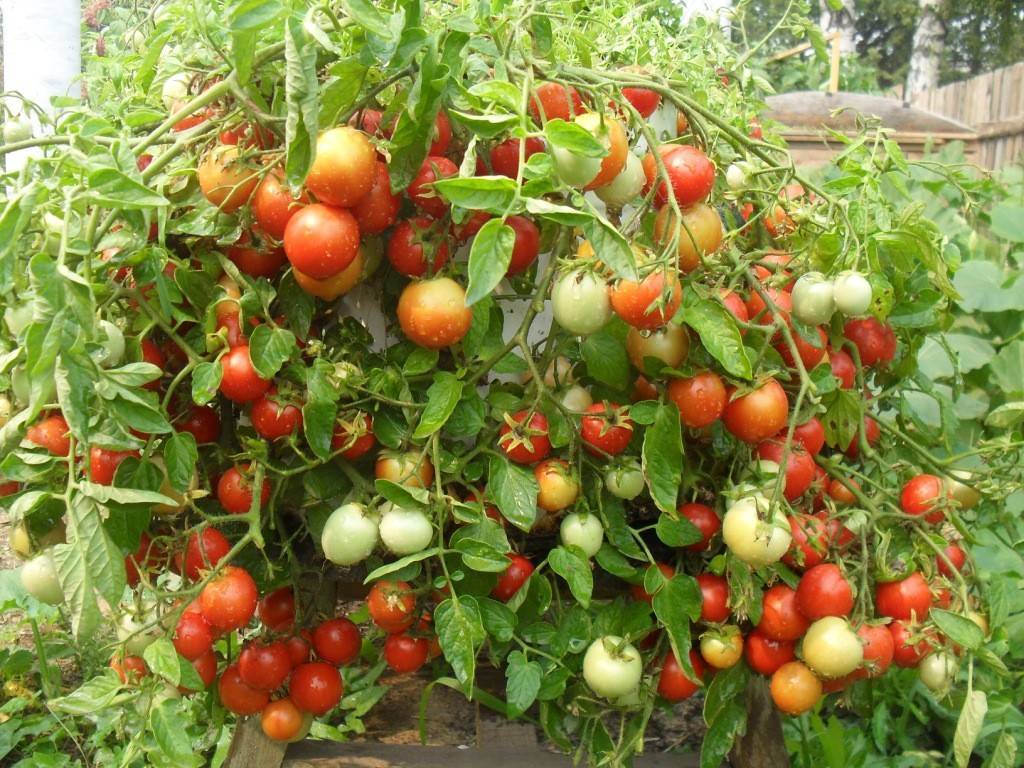 Ранние сорта помидоров для открытого грунта: низкорослые, с крупными плодами фото