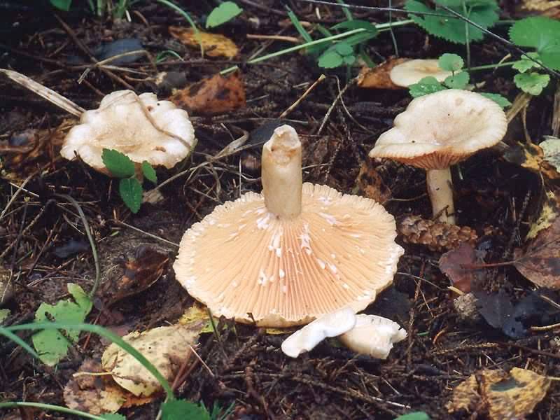 Описание гриба серушки: внешний вид, вкусовые качества, полезные свойства