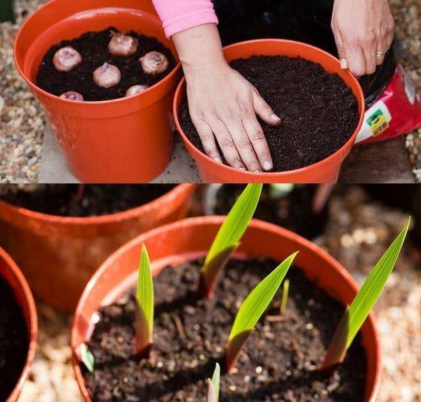 Когда сажать гладиолусы весной в открытый грунт, как правильно это делать