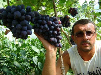 Как сохранить виноград в домашних условиях
