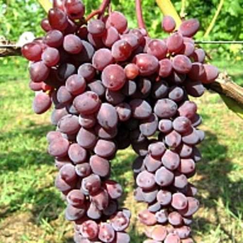 Описание сорта винограда кишмиш запорожский