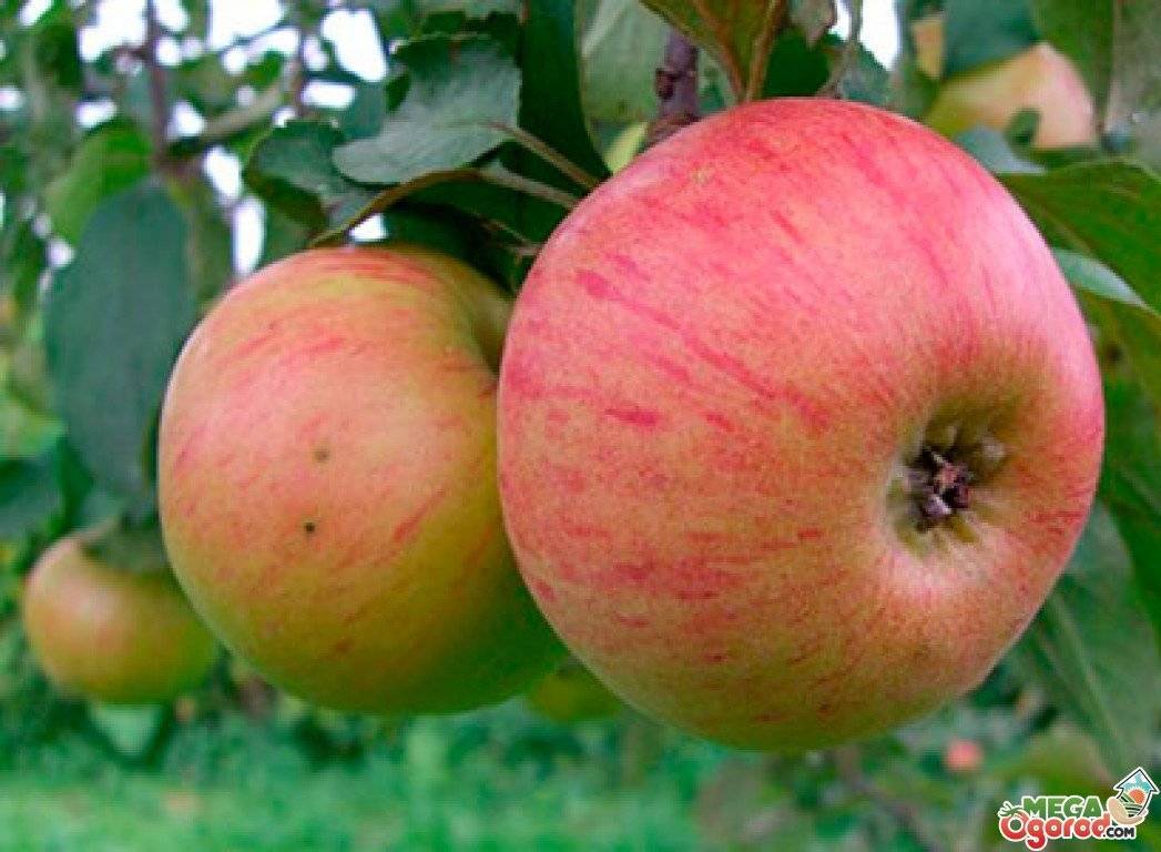 Выбираем зимние сорта яблонь для подмосковья
